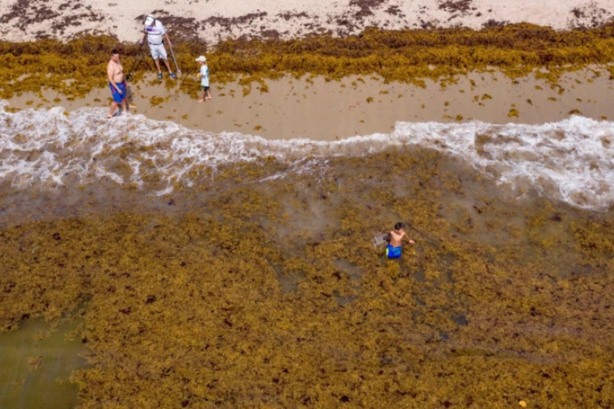 К берегам Флориды приближается огромный массив водорослей