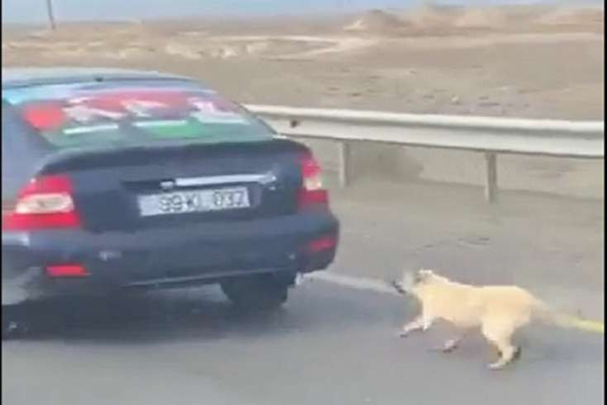 В Азербайджане мужчина тащил по дороге собаку, привязав ее к машине: живодер вычислен-ВИДЕО 