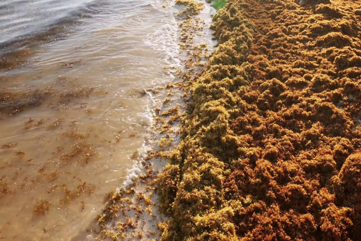 Огромный остров из ядовитых водорослей приближается к Флориде