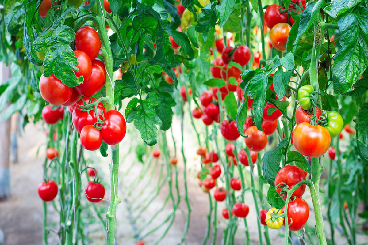 Ученые выяснили, что томаты «кричат» при стрессе