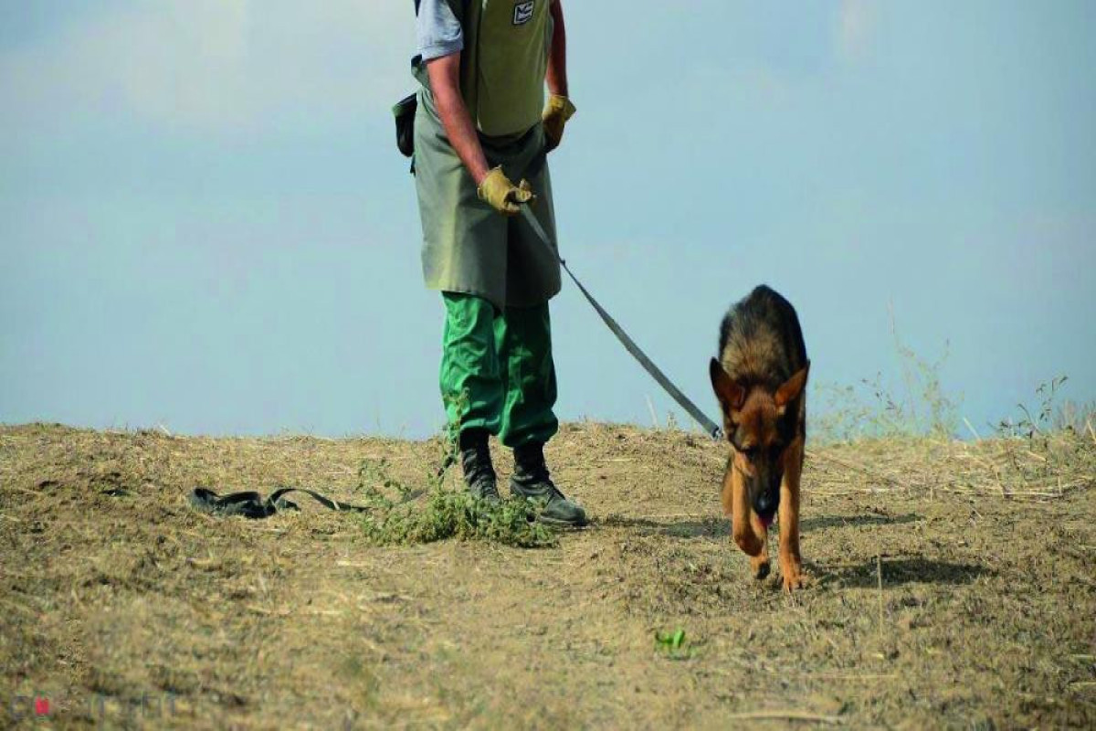 Из США в Азербайджан доставлены еще 5 собак-миноискателей