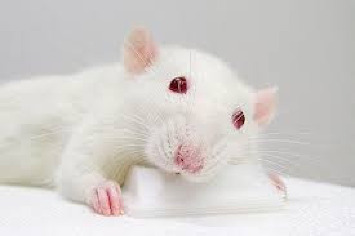 Напоившие мышей ученые научились лечить их от похмелья