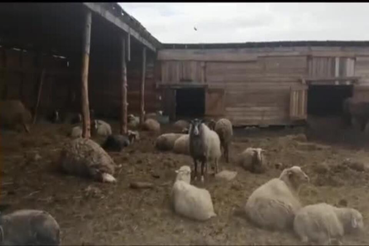 Медведь разорвал стадо овец на частной ферме в России-ВИДЕО 