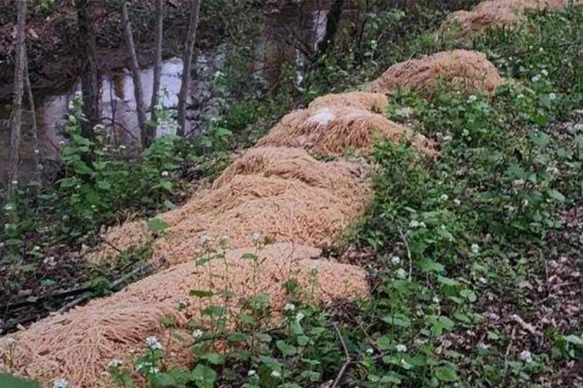 Найденные в лесу сотни килограммов макарон озадачили пользователей сети