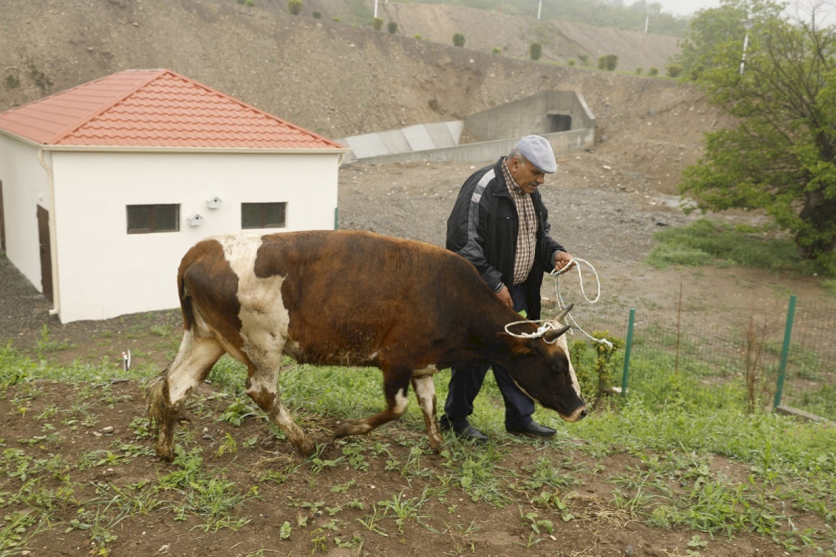 Самозанятым жителям села Талыш предоставлены активы, созданы животноводческие фермы-ФОТО 
