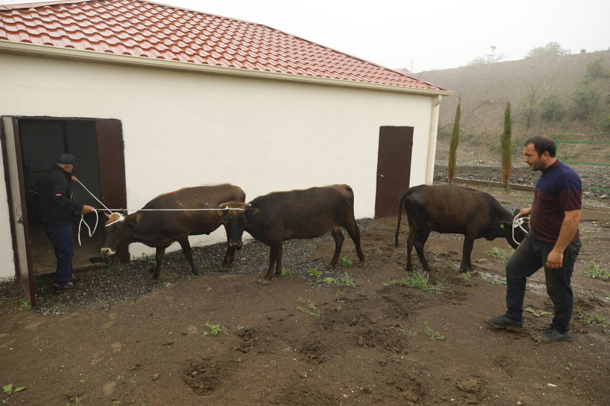 Самозанятым жителям села Талыш предоставлены активы, созданы животноводческие фермы-ФОТО 