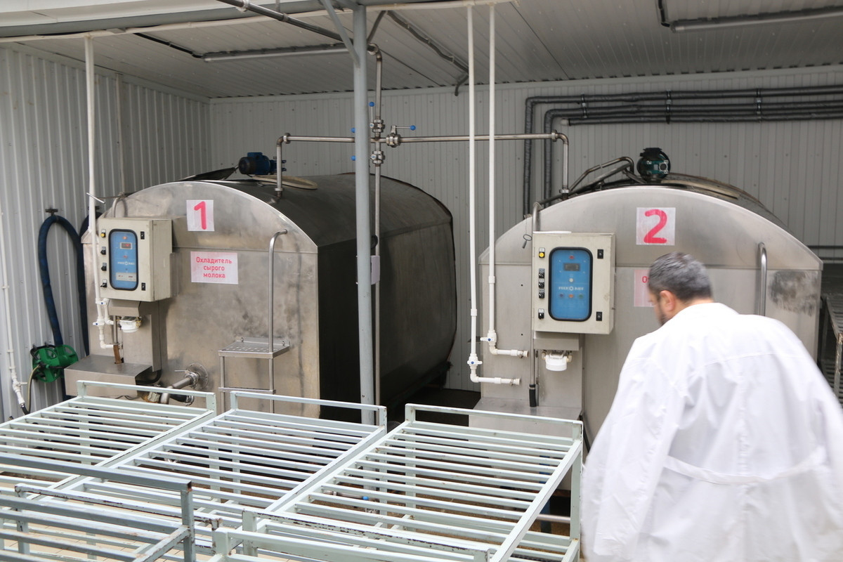 В Дагестане запустили производство мороженного из овечьего молока