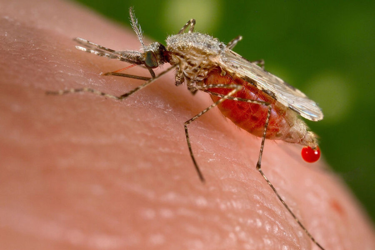 Комары питаются любой кровью, и необязательно человеческой - БИОЛОГИ 