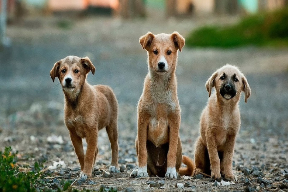Бродячие собаки заполонили Баку и Абшерон: безответственность людей и бездействие ИВ - ВИДЕО 