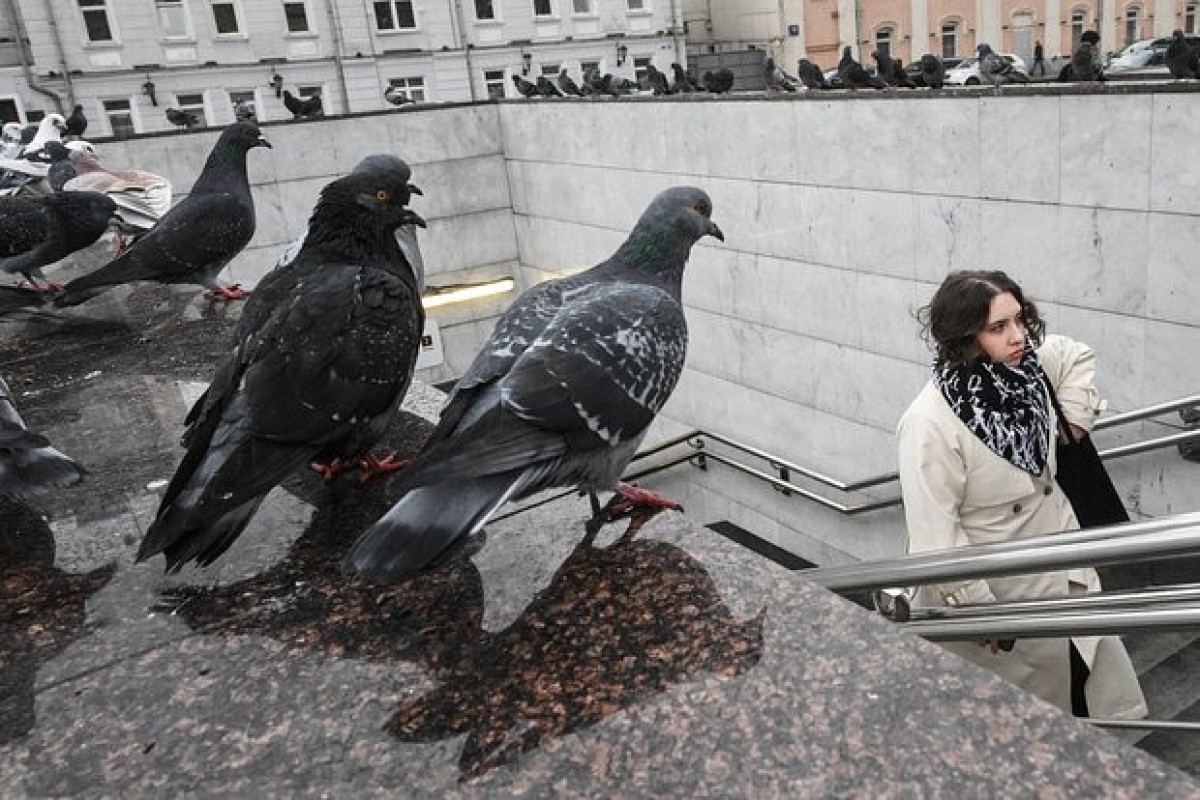 В Москве, как и в Баку запаздывает настоящая осень: температура побила рекорд 1942 года