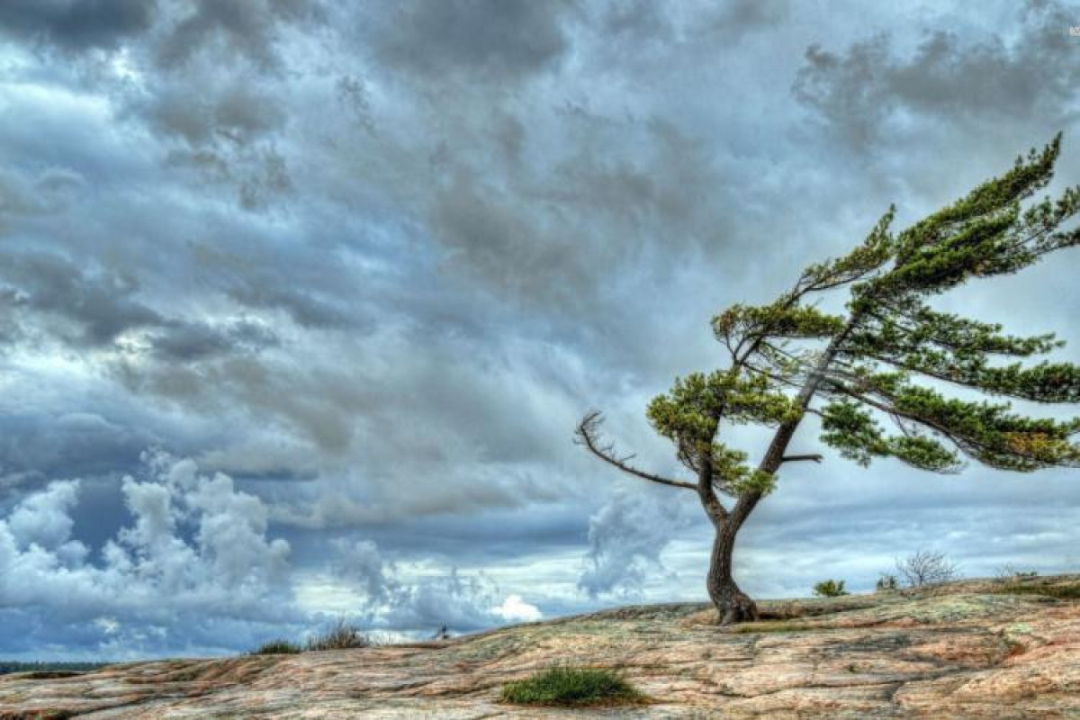 Ветреный человек ветреная погода. Дерево на ветру. Ветер. Природа. Сильный ветер.