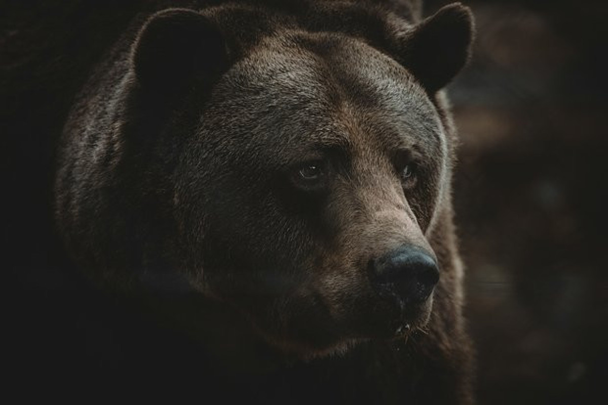 В Японии медведь съел молодого альпиниста