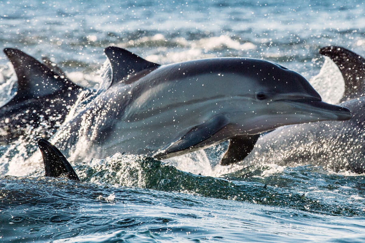 Дельфины кормят детенышей токсичным молоком - ИССЛЕДОВАНИЕ 