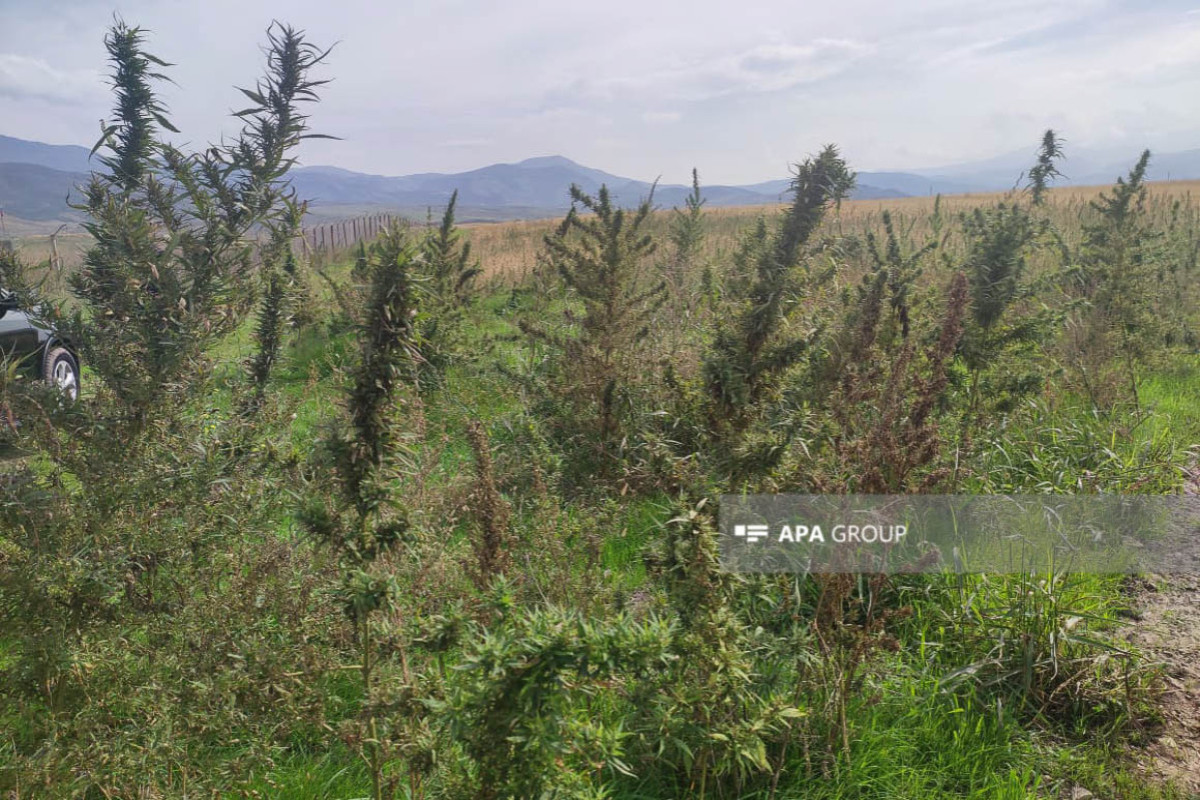 Плантации конопли вместо фруктовых садов: Армяне выращивали гектары наркотических растений в Ходжалы