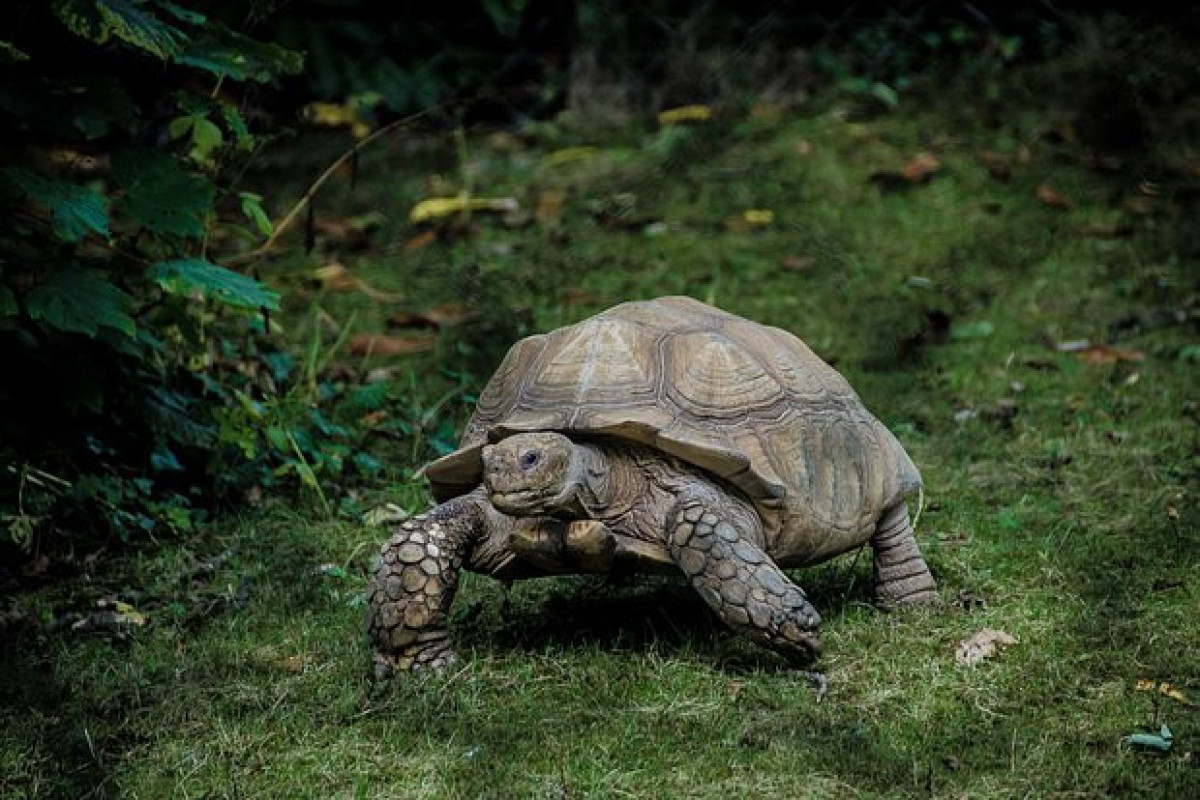 Сбежавшую черепаху нашли в восьми километрах от дома 3,5 года спустя