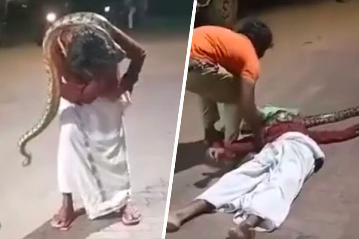 В Индии питон напал на мужчину на заправке