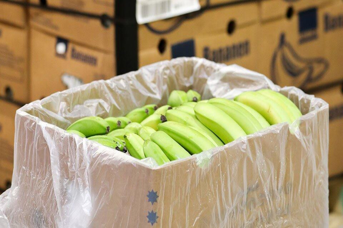 56 эквадорских компаний ввозили наркотики в Европу под видом бананов