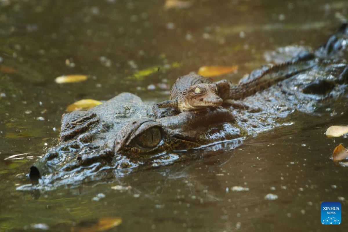 В Китае десятки 100-килограммовых крокодилов сбежали из питомника из-за ливней