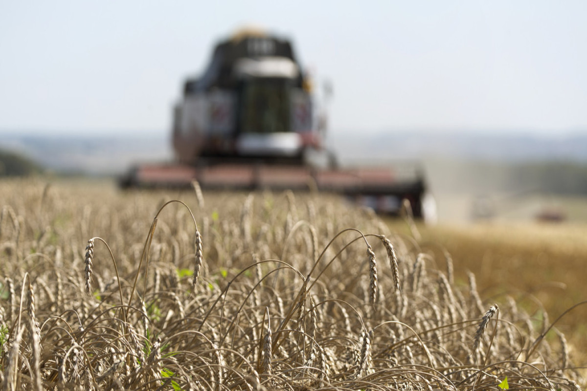 Киев предупредил Польшу из-за эмбарго на импорт украинского зерна