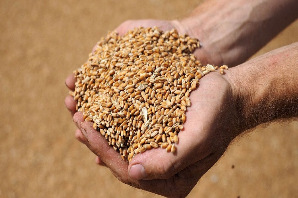 Болгария отменила запрет на импорт украинского зерна