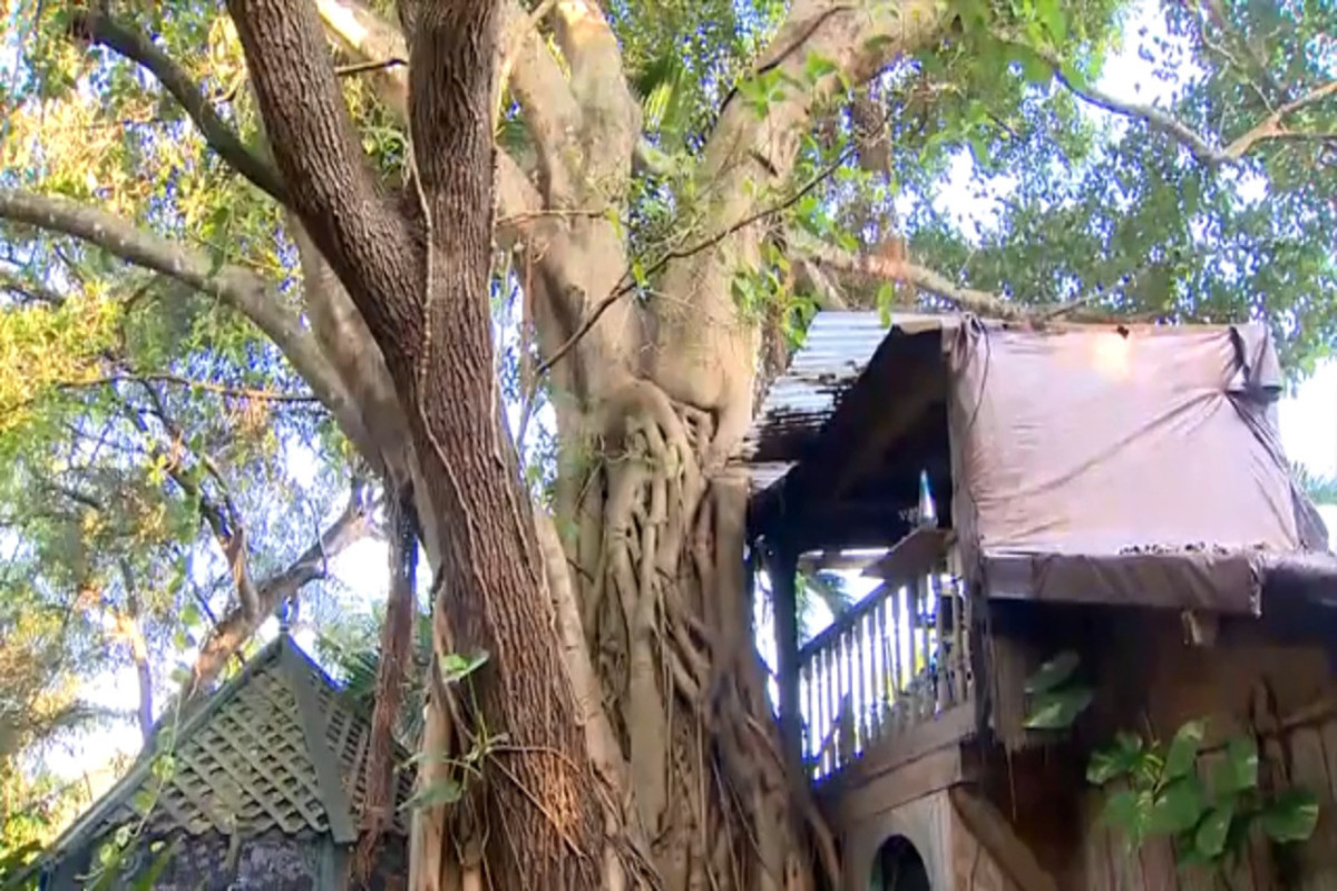 Прожившая 17 лет в доме на дереве женщина была вынуждена снести его