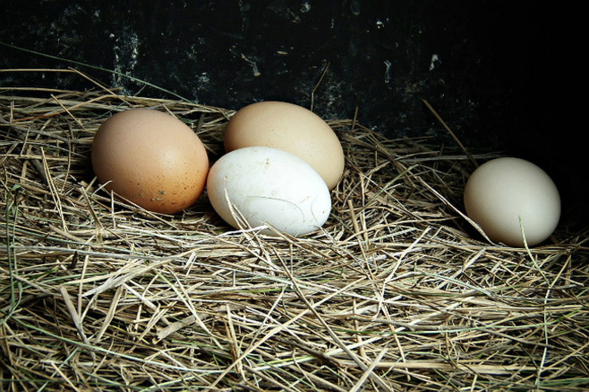 Стало известно, какие яйца полезнее — с коричневой или белой скорлупой