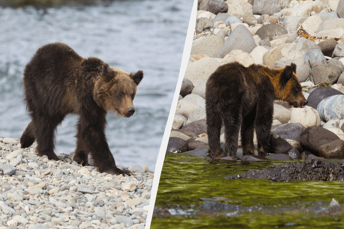 Детеныши бурого медведя в Японии умирают от голода из-за нехватки лосося