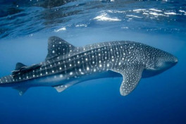 У побережья египетского курорта заметили самую большую в мире акулу-ФОТО 