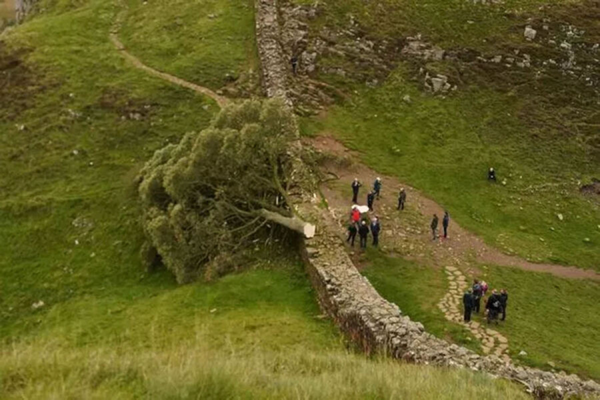 Подростка арестовали за срубленное дерево Робин Гуда в Великобритании