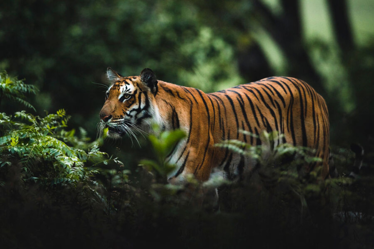 Яванские тигры могли пережить истребление человеком - УЧЕНЫЕ 