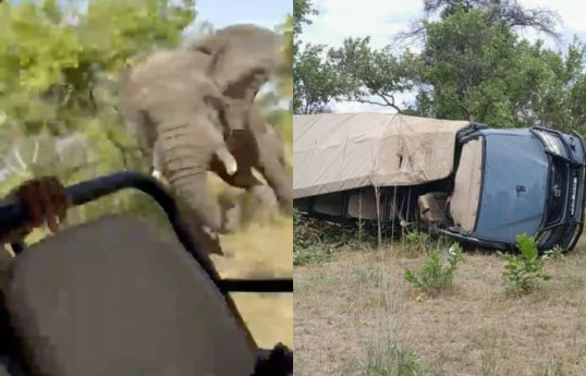 Разъяренный слон убил туристку во время сафари-ВИДЕО 