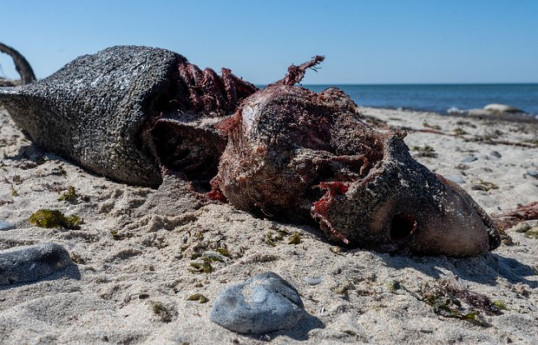 На пляж в Малайзии выбросило разлагающуюся тушу неизвестного существа