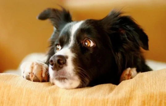 Собаки улавливают биомаркеры сильного стресса в дыхании человека - ИССЛЕДОВАНИЕ 