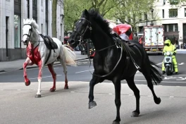 Лошади Чарльза III устроили кровавый побег в центре Лондона-ФОТО 