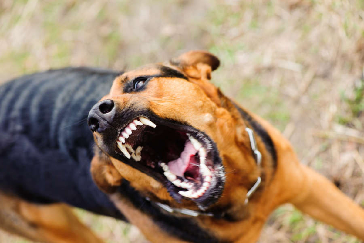 Ученые назвали причину внезапных вспышек ярости у собак