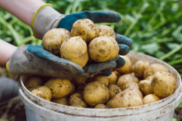 В Азербайджане подешевел картофель 