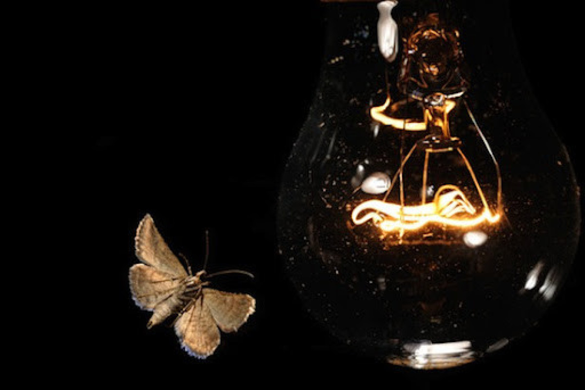 Почему ночные насекомые кружат вокруг фонарей и ламп - УЧЕНЫЕ 