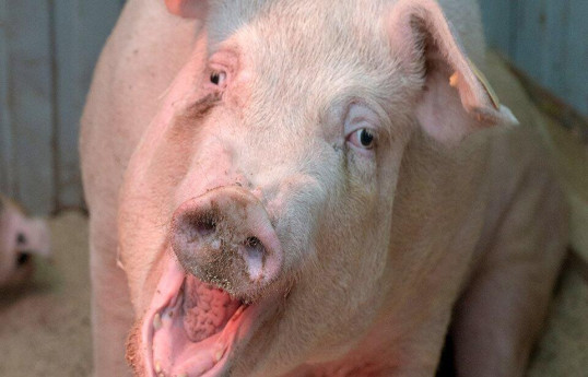 Первую в мире свинью с человеческими органами вывели в Японии