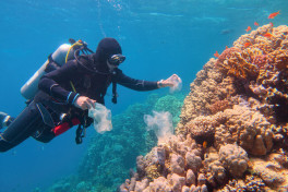 Найден способ защиты коралловых рифов от туристов - ИССЛЕДОВАНИЕ 