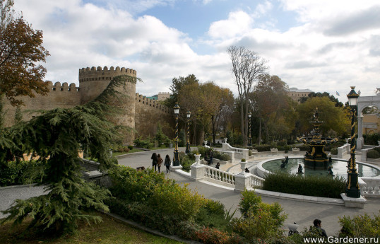 Чайхана или город-сад: Законная вырубка зеленых насаждений в историческом центре Баку 
-ФОТО 
