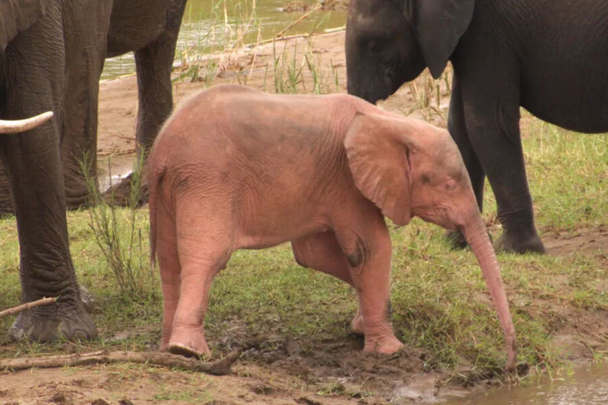 В южноафриканском заповеднике появился уникальный слоненок -ФОТО 