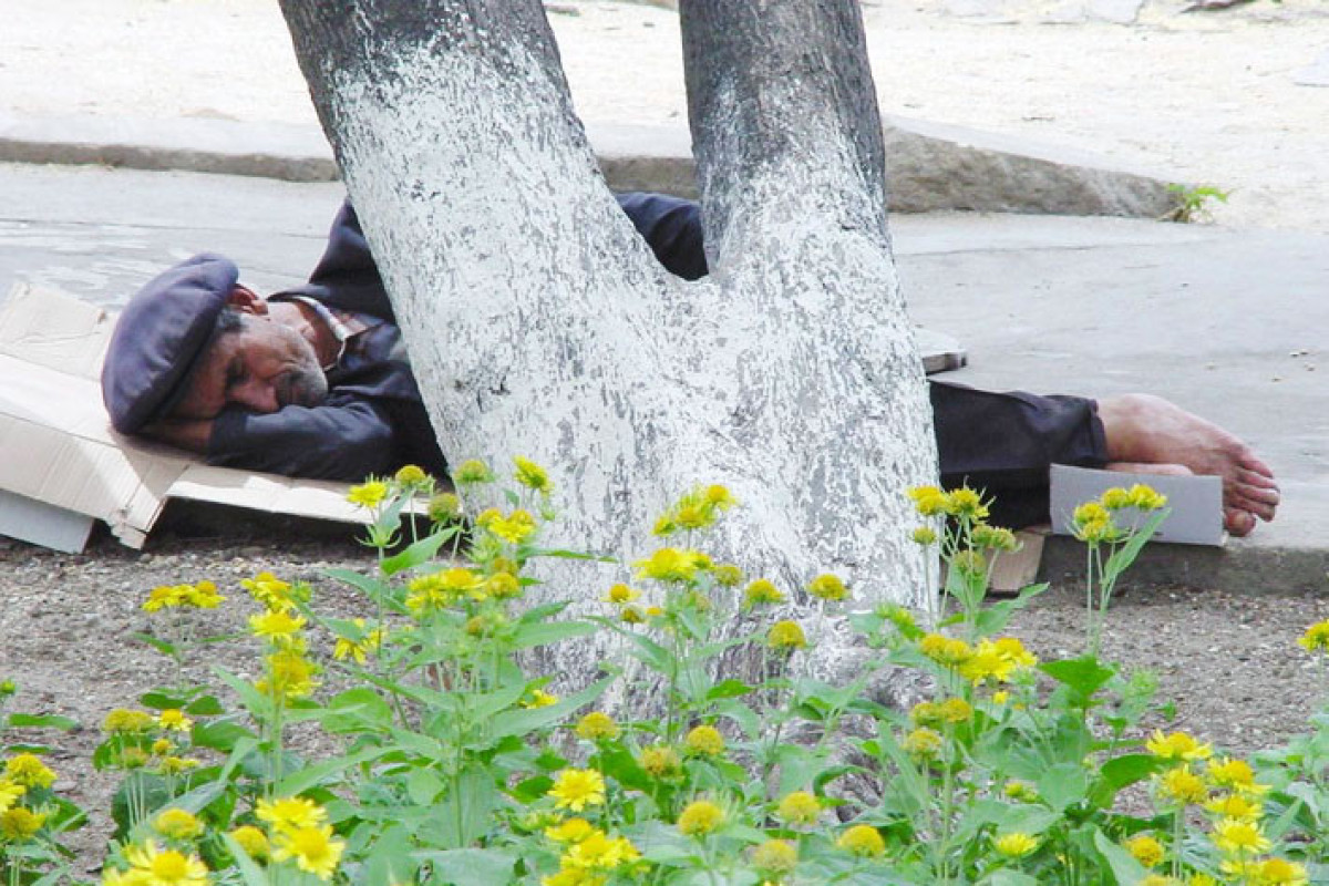 Бездомные Азербайджана: сопереживание и спасительный звонок