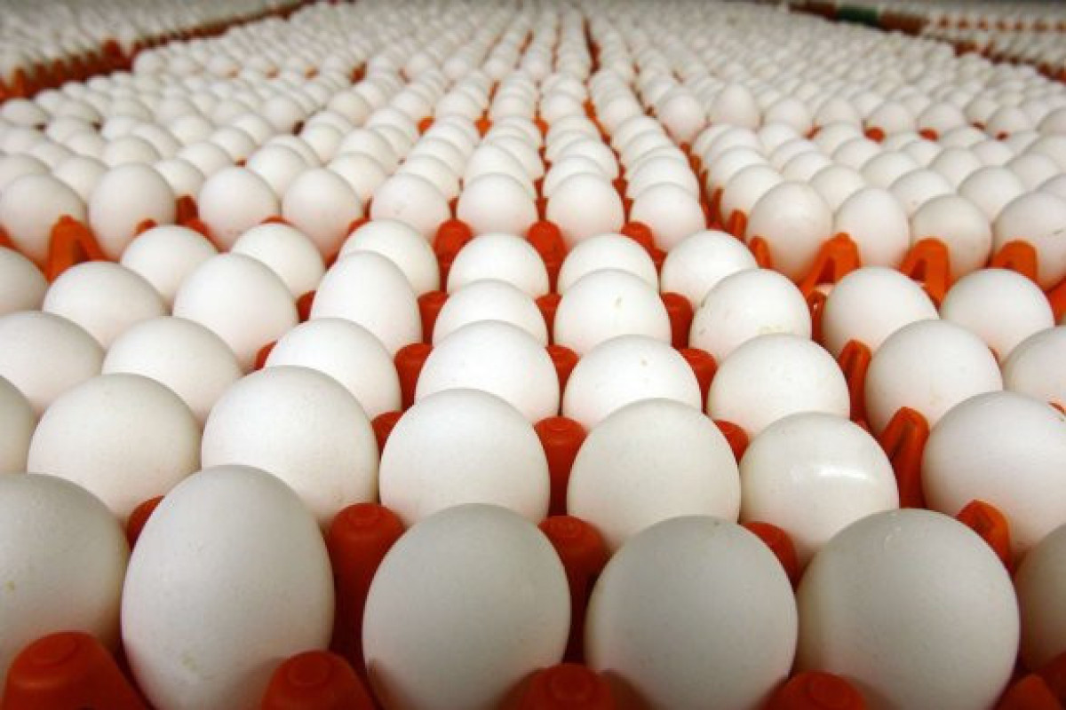 Азербайджан поставил в Россию 4,2 миллиона яиц - Россельхознадзор 