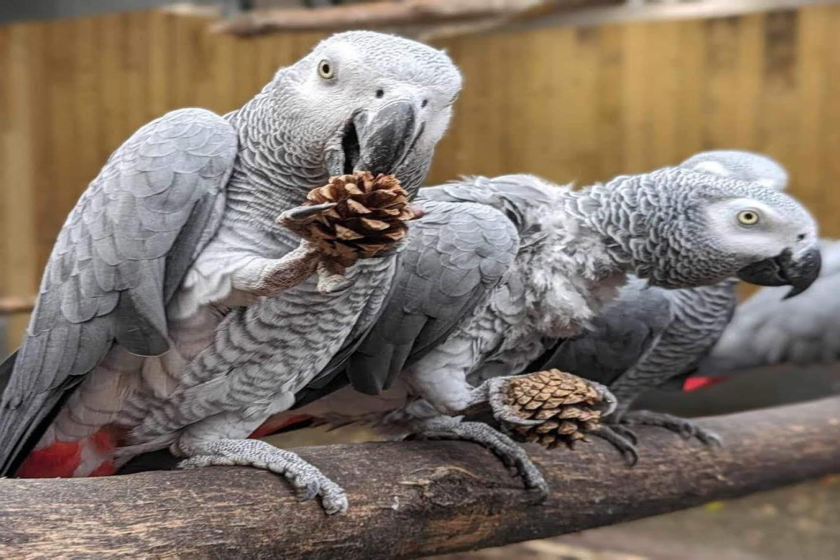 В Британии будут перевоспитывать матерящихся попугаев