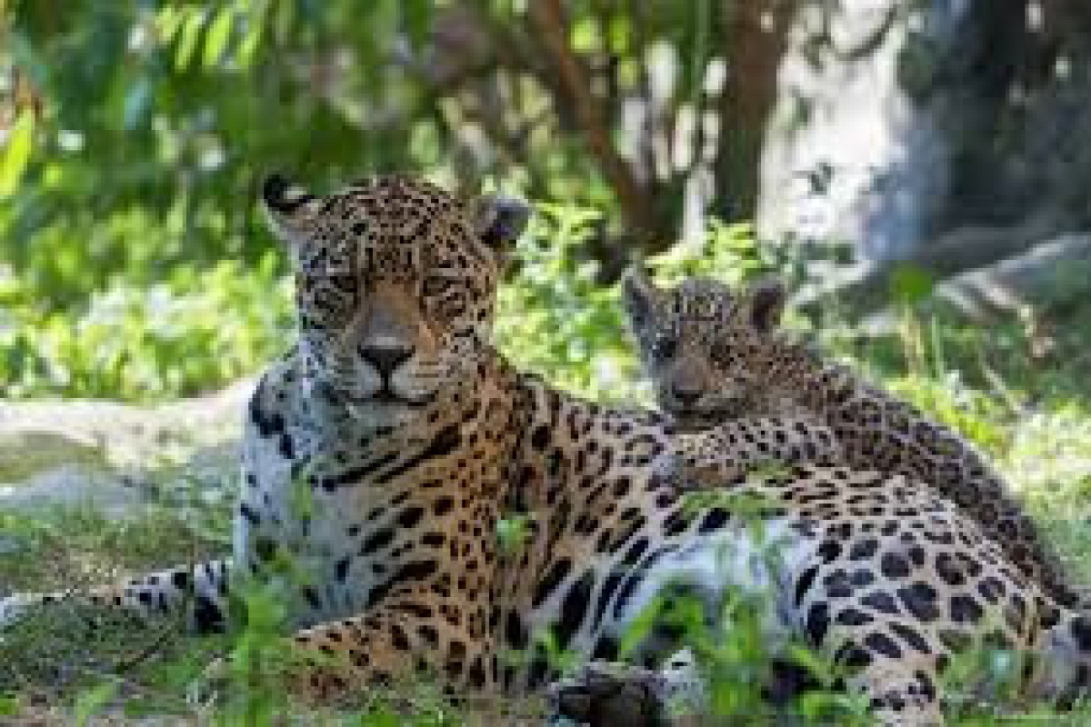 Площадь охраняемых территорий для леопардов в Азербайджане увеличена
