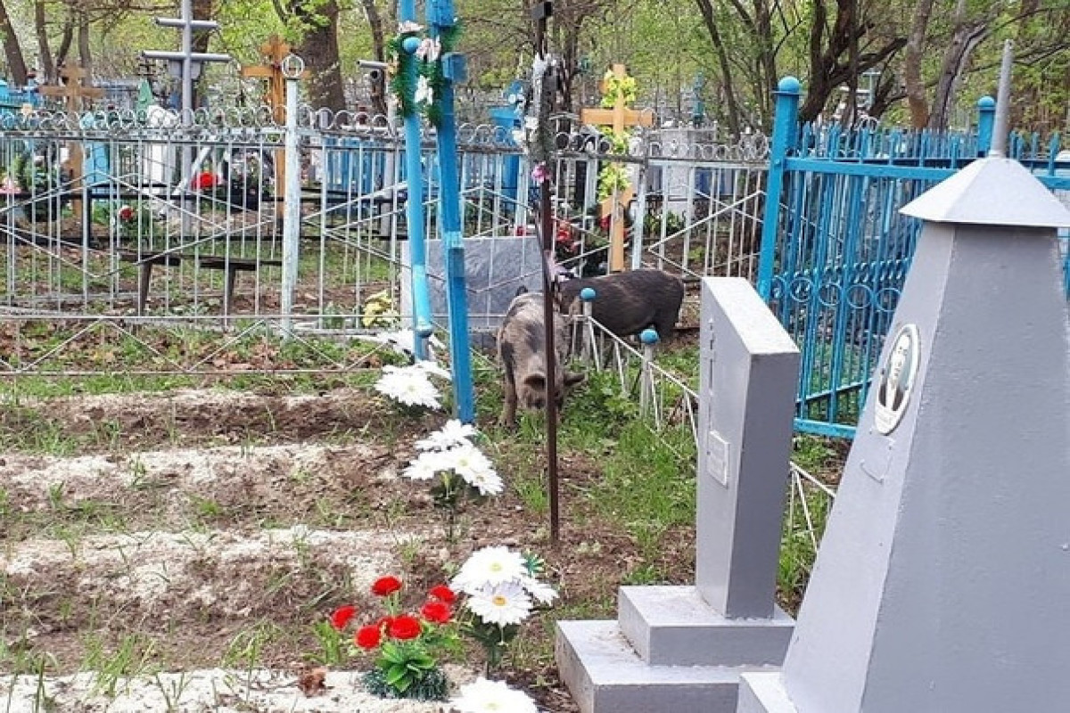 В российском регионе свиньи разгромили могилы погибших в Украине бойцов