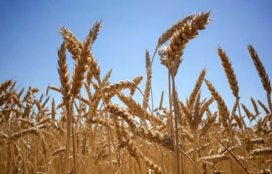 Французов ожидает худший урожай пшеницы за последние несколько лет