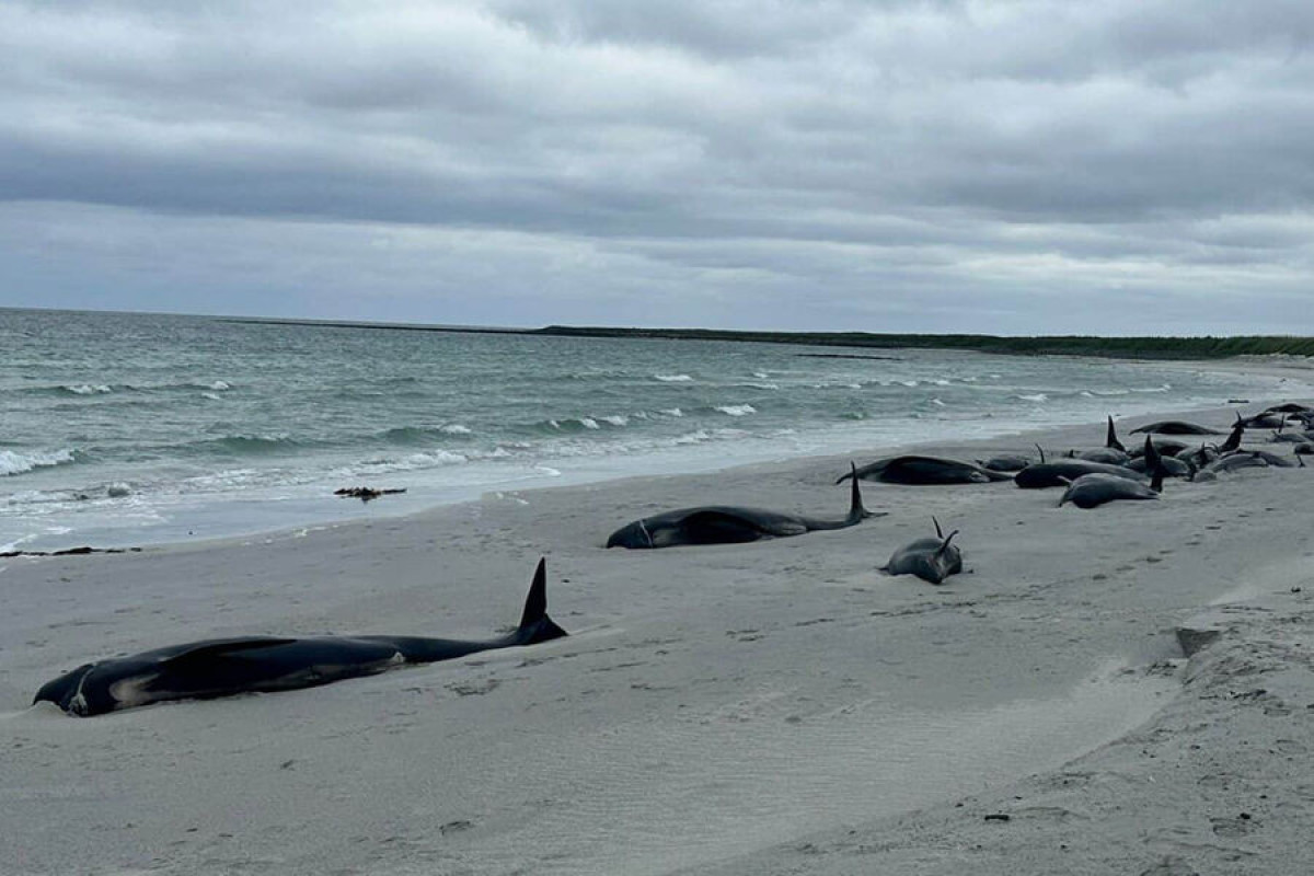 В Шотландии огромная стая китообразных выбросилась на берег по неизвестной причине