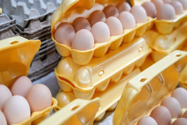 С начала года Турция поставила в Россию 14,5 млн яиц