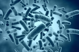 Ученые разработали новый антибиотик против супербактерий